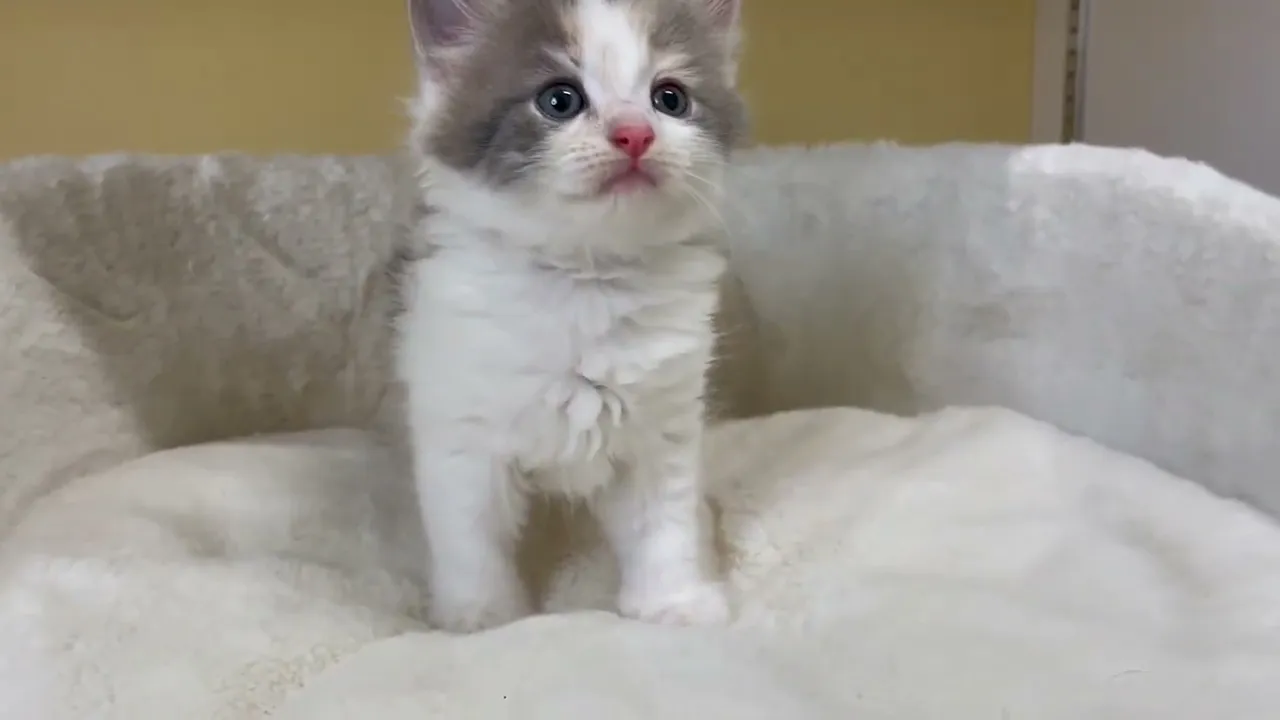 動画