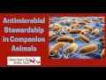 Episode 29 Antimicrobial Stewardship in Companion Animal Practice