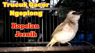 pikat trucuk alam liar sangat ampuh buat mikat dan pancingan trucuk paud agar cepat bunyi