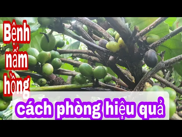 Outline Video Bệnh nấm hồng trên cây cà phê cần phát hiện sớm để bớt chi phí|cách trị bệnh nấm hồng