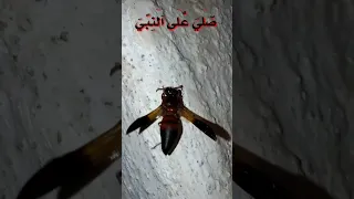 هذا خلق الله ظفر النتيفات عربة الدين 