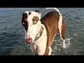Download Lagu Dog found on street keeps running with joy after rescue