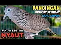 Download Lagu Perkutut Lokal Gacor RAJA PIKAT Ahlinya Bikin Semua Burung Perkutut Gacor Nyaut