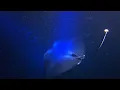 Download Lagu Kona Night Manta Ray Dive Dusk Tour with Hawaii Oceanic. Once in a Lifetime