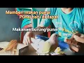Download Lagu makanan burung punai baru dapat