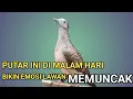 Lagu PUTAR INI DI MALAM HARI ‼️ perkutut jadi kuat Mental tambah BIRAHI.