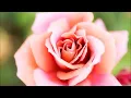 チャイコフスキー: バレエ音楽「くるみ割り人形」- 花のワルツ［ナクソス・クラシック・キュレーション #ゴージャス