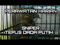 perawatan harian burung sniper | burung kopi kopi mini | burung tepus dada putih