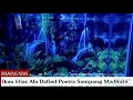 Download Lagu Ikan Hias Ala Dafid Putra Madura