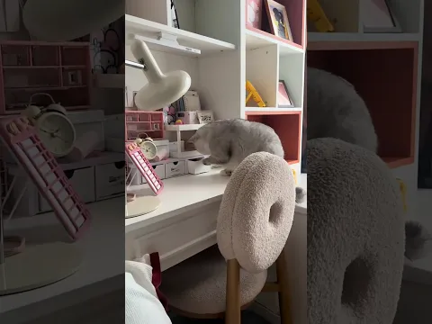 Cat Food in Drawer!