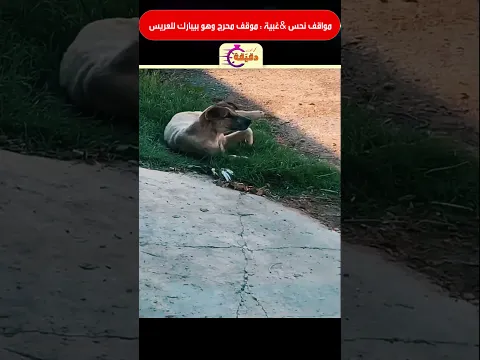 مواقف نحس & غبية : موقف محرج وهو بيبارك للعريس