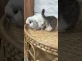 Download Lagu Cute kitten and bunny #kitten #bunny #shorts #viral #cats