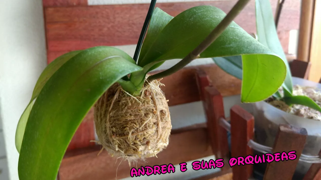 COMO FAZER UMA KOKEDAMA PARA ORQUÍDEAS 2 SUPER DICAS