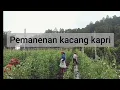 Lagu Pemanenan kacang kapri /arcis