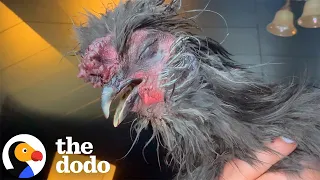 Silkie Rooster Fights Off Raccoon To Protect His Hens | The Dodo