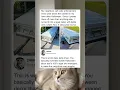 Download Lagu The most petty neighbor win of all time