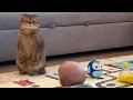 Cats malfunctioning