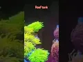 Download Lagu reef tank
