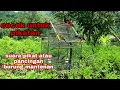 Download Lagu suara pikat burung mantenan cocok untuk masteran