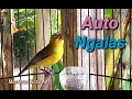 Download Lagu Pasti Nyaut...!!! Pleci Ngalas Manggil Pleci Lain