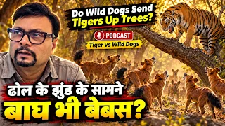 Do Wild Dogs Send Tigers Up Trees? ढोल के झुंड के सामने बाघ भी बेबस? | Tiger vs Wild Dogs ! Podcast