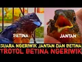 Download Lagu APAKAH TROTOL BETINA BISA NGERIWIK⁉️INILAH PERBEDAAN SUARA TROTOL JANTAN DAN BETINA SAAT NGERIWIK‼️