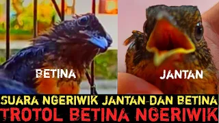 apakah trotol betina bisa ngeriwik inilah perbedaan suara trotol jantan dan betina saat ngeriwik 