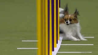 best of 2025 masters agility championships from westminster kennel club fox sports
