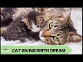 Dream of cat giving birth meaning Nurturing caregiver to self-reliant individuals