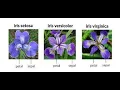 Data Visualization with Histograms Exploring the Iris Dataset