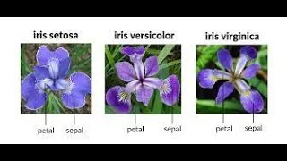 Data Visualization with Histograms Exploring the Iris Dataset