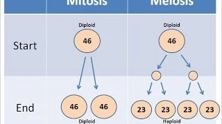 Mitosis vs Meiosis