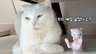 뮤 닮았다길래 직접 대조해 봤습니다 (feat. 찐빵이 극대노)