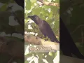 Crow Sound #shorts