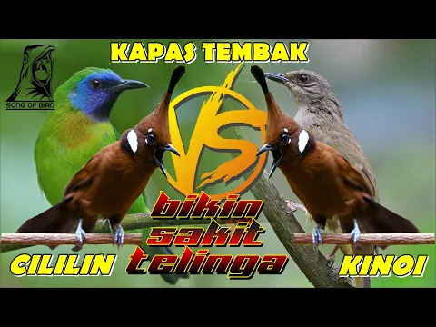 Download MP3 MASTERAN MURAI BATU ll FULL TEMBAKAN CILILIN VS KINOI VS KAPAS TEMBAK VERSI JEDA