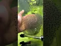 Raising 100 Tadpoles Their Growth Will Shock You