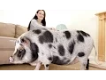 Download Lagu The Truth About Micro Pigs: Full Grown Micro Pigs