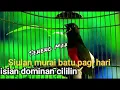Download Lagu Siulan murai batu pagi hari untuk meningkatkan birahi dan emosi murai batu bahan.