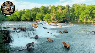 Wild Salmon Survival, #wildanimals| Reino Animal
