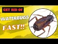How To Get Rid Of Waterbugs In House