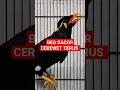 Download Lagu Burung Beo Gacor #shorts