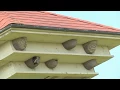 Download Lagu Stadsvogels: de huiszwaluw