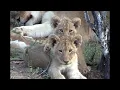 NT1 The Lioness Remix 2024 Version I Dance/Pop/Melodic/Techno (Music Video)