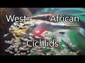 Download Lagu LIVIO LEONI(Italian Cichlids Association) Pelvicachromis and Chromidotilapia *AFRICAN DWARF CICHLIDS