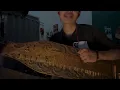 Download Lagu Dj Kalo Memang Gak Sayang x Hilang Harapan - Sape Dayak Viral tiktok