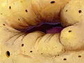 SpongeBob Deleted Dry Mouth Closeup Painting Restored