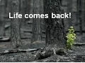 Ecological Succession to brainstorm - for thinkers