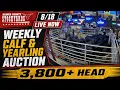 Beaver County Stockyards Company 3 800 Head Calf Yearling Sale 26