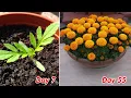 Lagu Cara menanam bunga marigold dalam pot di rumah update lengkap