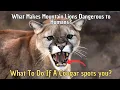 How Dangerous are Cougars to Humans What Makes Mountain Lions Dangerous to Humans